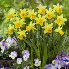 Mini Daffodils Daffodil Bulbs Daffodils Narcissus