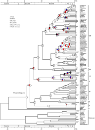 Image result for Adenodolichos