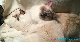 A good ragdoll grows to be your best of friends. 10 Ragdoll Cat Characteristics To Make You Fall Head Over Heels In Love
