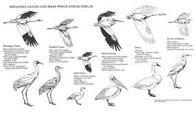 Black Bird With White Wing Tips And Tail Division Of Migratory Bird Management Migratory Birds Birds Crane Bird