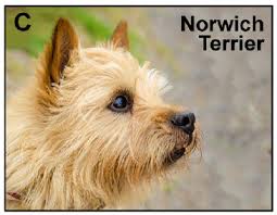 We did not find results for: All Categories The Institute Of Canine Biology