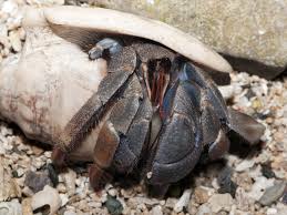 Image result for Crabbea coerulea