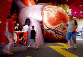 Human heart size depends on body size, so women's hearts are often smaller than men's. Human Heart Trivia The Franklin Institute