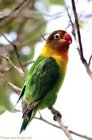 Birds That Start With An S Lillian S Lovebird In S Africa Parrot Love Birds Birds