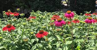 Find the highest rated garden center software pricing, reviews, free demos, trials, and more. Landscape Designer Wholesale Plant Nursery Richmond Va