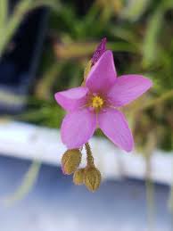 Image result for Drosera dielsiana