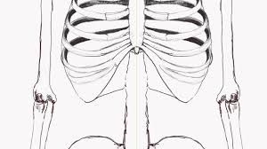 This results in the drawing in of air into the thorax (inspiration) and its expulsion (expiration). Human Anatomy How To Draw The Rib Cage Front View Youtube