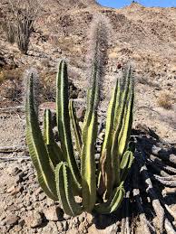 Image result for Lophocereus