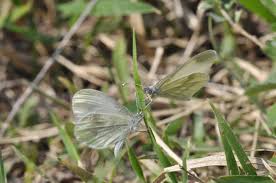 Image result for Leptaspis zeylanica