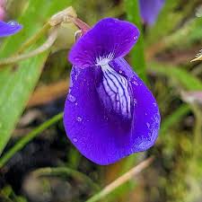 Image result for Coleus tetragonus