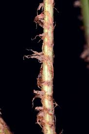 Image result for Lomariopsis warneckei