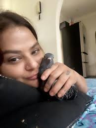 Lost Pigeon in Parramatta, Australia