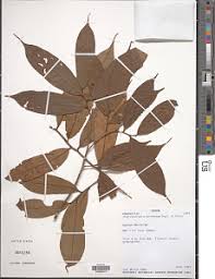 Image result for Uvariastrum