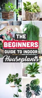 We did not find results for: The Best Indoor Plants For Clean Air And Low Light Settings 15 Planter Ideas Large Indoor Plants Houseplants Indoor Indoor Plants Low Light
