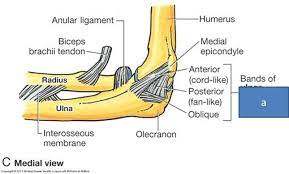 Physiotherapy management of the elbow online course: Print Anatomy Block Iii Elbow Knee Wrist And Ankle Joints Flashcards Easy Notecards