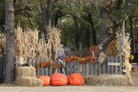 Tall and come in bundles of 12. 192 Dried Corn Stalks Background Photos Free Royalty Free Stock Photos From Dreamstime