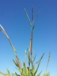 Image result for Digitaria acuminatissima