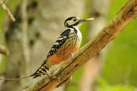 Coming up is the sound of a woodpecker. Picchio Dalmatino