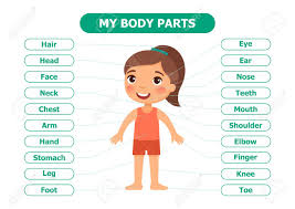 Head, skull, brain, heart, liver, eye, stomach, lungs, spine, lips, ear, nose and so on body. My Body Parts Anatomy For Children Cartoon Vector Illustration Card For The Teaching Aid For Use In Animation Applications Printing Royalty Free Cliparts Vectors And Stock Illustration Image 119409007