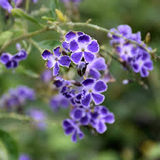 Image result for Duranta erecta