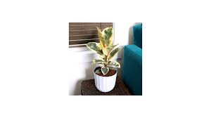 Image result for Ficus tesselata