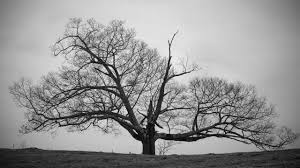 Black And White Tree Pictures Old Tree Black And White Wallpapers Hd Black And White Landscape Tree Wallpaper Black And White Black And White Tree