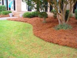 Just Moved Here You People Love Your Pine Straw Birmingham