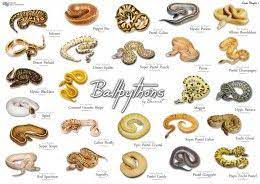 14 Species Of Boas And Pythons Amazing Constricting Snakes Ball Python Morphs Ball Python Pet Ball Python Colors