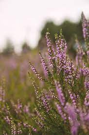 Mesmorising Purple Heather Heather Flower Heather Plant Flower Aesthetic
