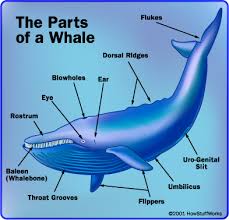 Blue whales can truly claim the title of gentle giants. the largest creatures known to have ever lived on earth, their tongues can outweigh. How Whales Work Howstuffworks