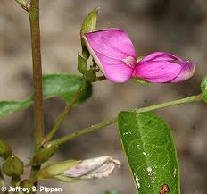 Image result for Galactia