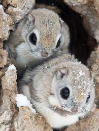 Japanese Dwarf Flying Squirrel Cute Animals Japanese Dwarf Flying Squirrel Cute Baby Animals