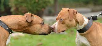 Have you wondered why dogs growl? Dog Aggression Towards Other Dogs Fix It In 10 Steps The Dog Training Secret The Dog Training Secret