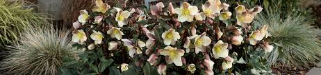Check out this easy vegetable companion planting system that will allow you to mix and match your favorite garden crops and their best companion plants. Companion Plants Helleborus