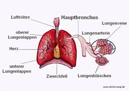 Doktorweigl Erklart Die Lunge Aufbau Aufgaben Und Erkrankungen Des Menschlichen Atmungsorgans