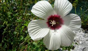 We did not find results for: Hibiscus Flower Toxic To Dogs Online