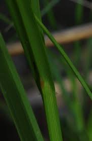 Image result for Scleria distans