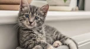 Photography © massimocattaneo | istock / getty images plus. Grey Tabby Cat Facts And Fun About Your Tabby
