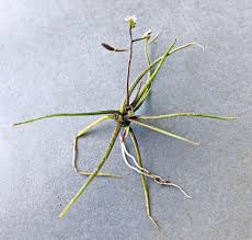 Image result for Subularia