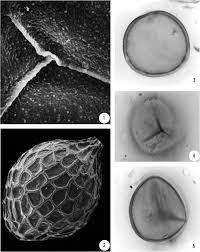 Image result for Salviniaceae