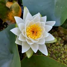 Image result for Nymphaea lotus