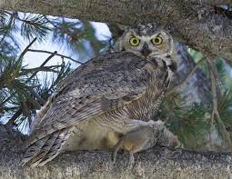 Great horned owls eat and kill skunk foxes, red tailed hawks goshawks even been known to kill bobcats (and get killed while doing it) but that is rare ussually they dont take cats that often like a fisher or a coyote would. The Great Horned Owl A Magnificent Avian Apex Predator Owlcation Education