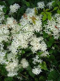We did not find results for: Bur Cucumber Masses Of White Flowers On Vines All Over Trees And Bushes In Northern Virginia Smells Stronger Spring Garden Trees And Shrubs White Flowers