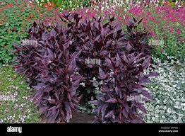 Image result for Iresine lindenii