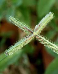 Image result for Dactyloctenium geminatum