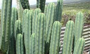Grow kit contains 20 echinopsis pachanoi seeds to grow your own mescaline cacti. Trying To Grow San Pedro From Cuttings Helpfulgardener Com