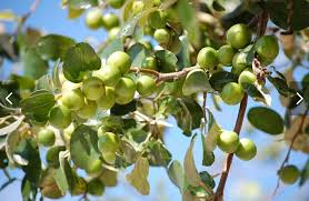 Juju Tree With Juju Fruits Juju Fruit Fruit Outdoor Gardens