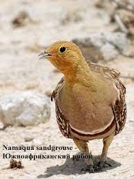 yuzhnoafrikanskij ryabok lat pterocles namaqua vid letayushih ptic iz sem ryabkovyh svetlo korichnevaya golova i belaya lenta kotoraya tyanetsya na birds animals bird