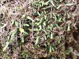 Image result for Grammitis