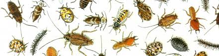 How do we select a competent pest control service? Best Pests Control Company For The Bed Bugs Work Best Pest Control Services In Singapore